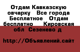 Отдам Кавказскую овчарку - Все города Бесплатное » Отдам бесплатно   . Кировская обл.,Сезенево д.